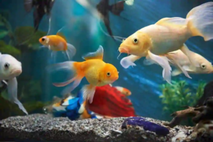 default-aquariums-8