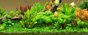 freshwater-aquarium-background