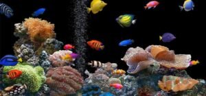 new-golden-aquarium-servicing-papanaickenpalayam-coimbatore-aquariums-23xt6g8