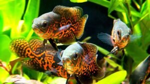 oscar-aquarium-fish