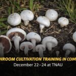 Oyster mushrooms displayed during Mushroom Cultivation Training in Coimbatore at TNAU