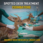Spotted Deer Treatment Coimbatore showing injured deer receiving care at wildlife transit and treatment centre