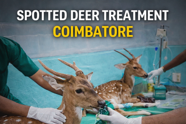 Spotted Deer Treatment Coimbatore showing injured deer receiving care at wildlife transit and treatment centre