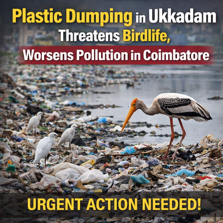 plastic dumping Ukkadam Coimbatore affecting birdlife and increasing pollution near lake areas